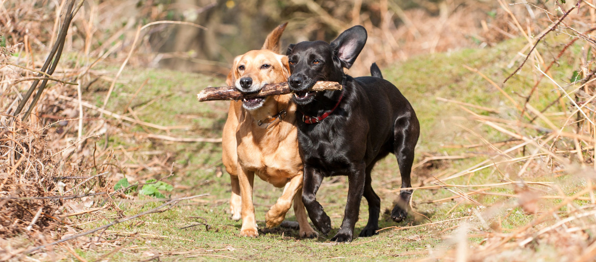 Veterinarian Animal Hospital Bracken Ridge Veterinary Medical Doctor